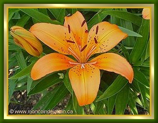 Lis Orange Pixie
