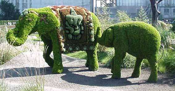 �l�phants d'Inde