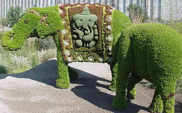 L'�l�phant d'Inde
