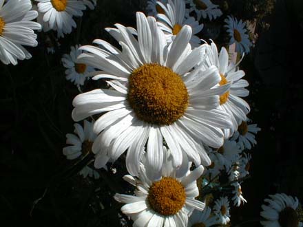 chrysanthèmes d'été