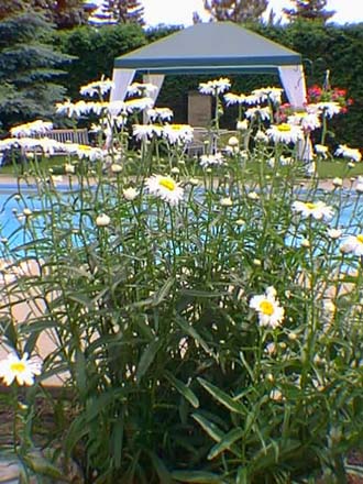 chrysanthèmes d'été