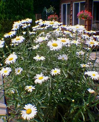 chrysanthèmes d'été